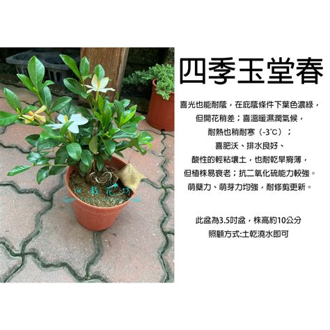 樹開花|綠化